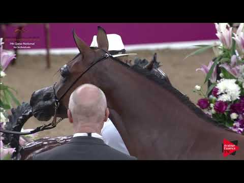 N.37 JAMILAH AL RASHEED - 2019 Qatar Individuals - Yearling Fillies (Class 1B) .mp4