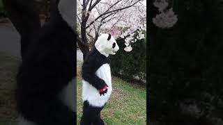 桜に興味深々なパンダ先輩【コスプレ】