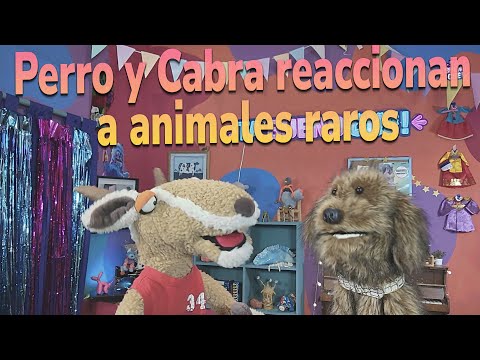 Perro y Cabra reaccionan a animales raros