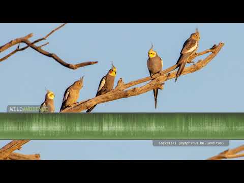 Cockatiel sounds - The calls of wild cockatiels (quarrions) in the Australian outback