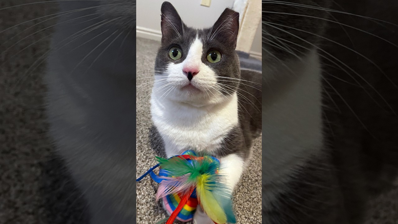 Enlarge Astrid, a Adoptable Domestic Short Hair in Centerville, UT video 6/6