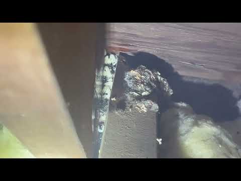 Carpenter Ant Colony Located in the Attic in Metuchen, NJ