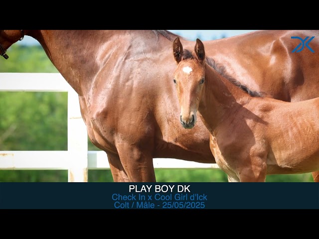 28. Play Boy DK