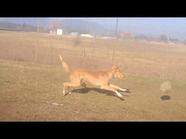 Saluki puppy for sale