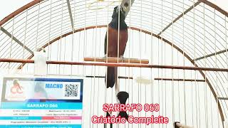GALADOR SARRAFO 060.