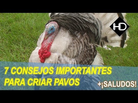 , title : '7 consejos Importantes para cuidar Pavos | +Saludos'