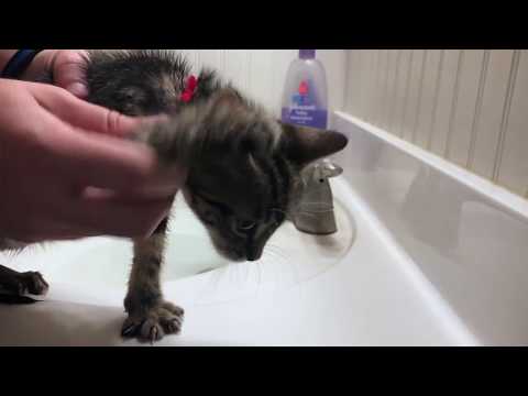 How to Give a Kitten a Bath! (Cute Kittens' First Bath) - YouTube