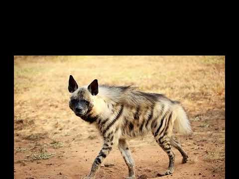 Somali wildlife ( stripped hyena) duur joog( weer ama dhidir)