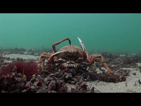Giant Spider Crabs | STEMscopes Streaming