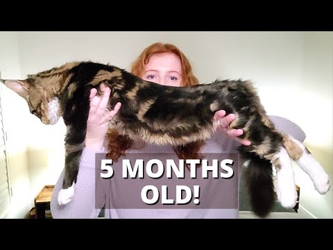 Adopting a Maine Coon Kitten | What to Expect & Prepare for