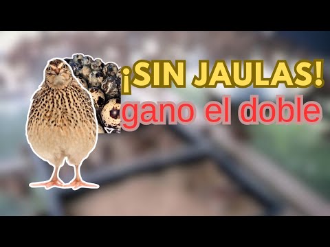 I gave up cages and now I earn double with my quails!