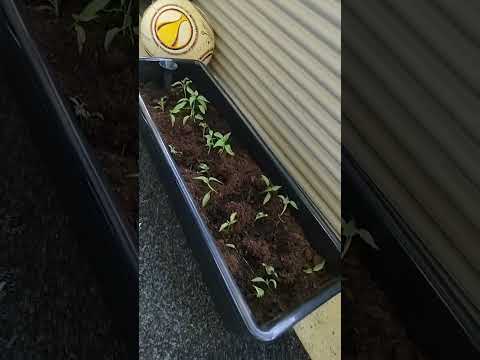 Nyt sitten on ruukku 👍🏻