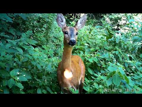 2021 0721 182221 012