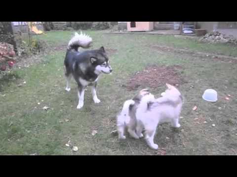 Keana Daisy and Bonito