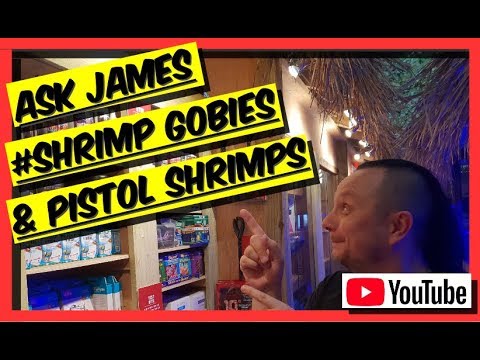 All You Need To Know About SHRIMP GOBIES and PISTOL SHRIMPS. Ask James