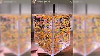 FISH 👏 TANK 👏 REVIEW 👏 | EPISODE 41 - 50 COMPILATION