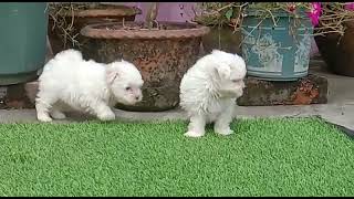 Maltese Puppies Videos