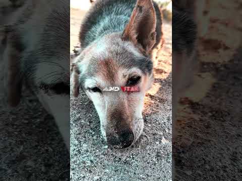 A Dogs Final Wish 🐕 💔