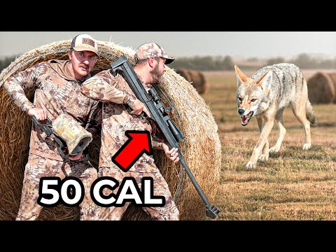 We Hunted Coyotes with a 50 Cal Sniper Rifle! (Again)