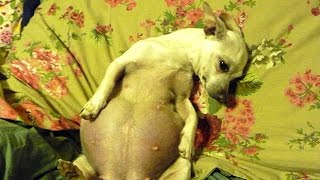MY DOG GIVING BIRTH!