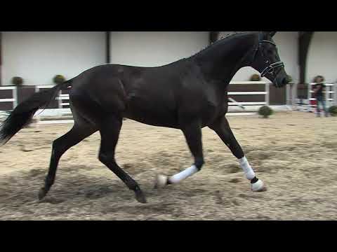 29. Mecklenburger Körtage - Kat.Nr. 23 Hengst v. Millenium