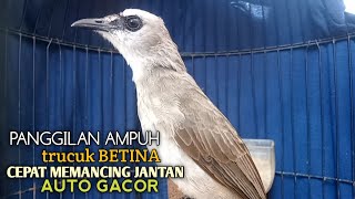 Download lagu Trucuk BETINA memanggil Jantan Suara Birahi Ngecuplik 100% pancingan trucukan gacor agar BUNYI EMOSI mp3