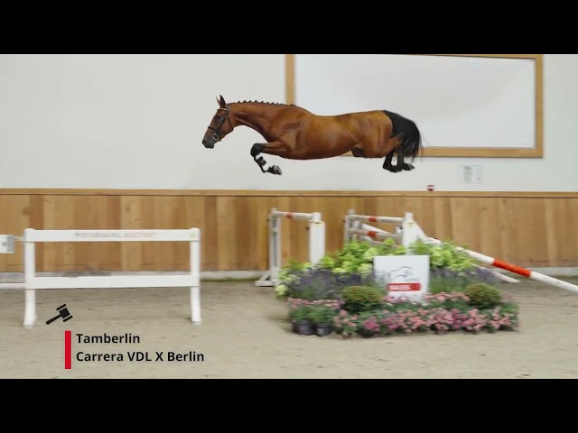 Glock's Tamberlin