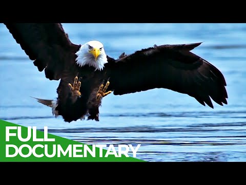 Wildest Islands | Vancouver Island - Rivers of Life | Free Documentary Nature