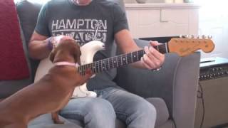 Chien saucisse (teckel) Charlotte joue Bonne fête à la guitare