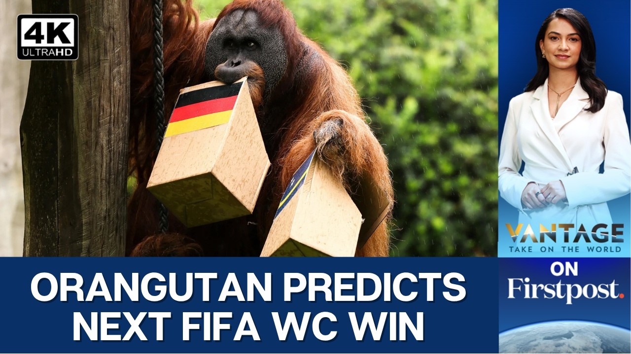 Orangutan 'Oracle' Predicts Germany's World Cup Knockout Win | Vantage on Firstpost | N18G | 4K