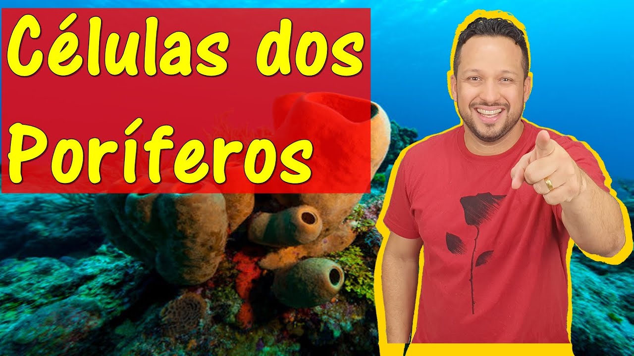 Células dos Poríferos - Funções das Células dos Poríferos - Esponjas - Filo Porifera - Zoologia