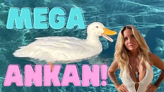 MEGA ANKA I POOLEN!!