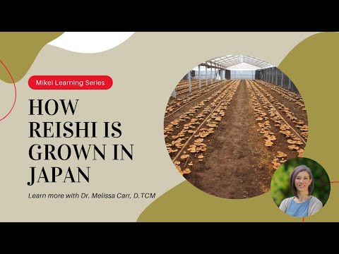 How is reishi grown in Japan?