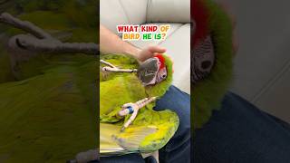 What Kind of Bird Is This?