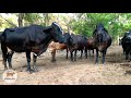 Tirando Leite Das Vacas Manualmente No Curral Pela Manhã Claudio Na Londrina E Aurora Na Gaúcha