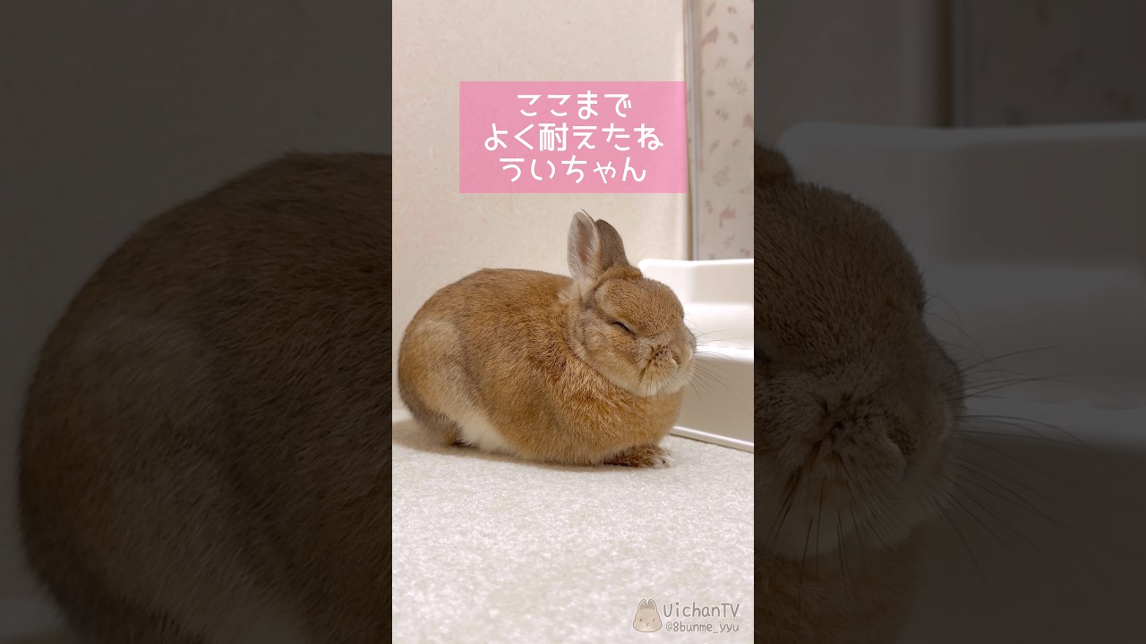 ウサギさんがただただ眠そうなだけの動画です #うさぎのうい #bunny #shorts