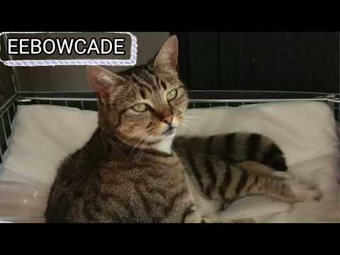 Sheekadan Hadii aadka hesho like saar mukulashan 500 oo bown lagugu siina ina heeso