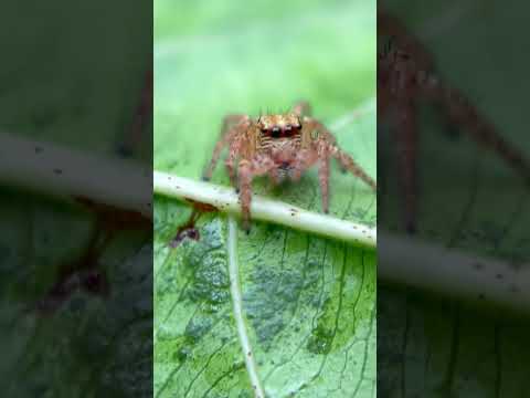 Please subscribe my channel  Mobile macro shots on I phone 15 #macroshots #mobilephotography #viral