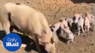 Download lagu Girl screams and runs after pig tries to 'bite her hand off' mp3