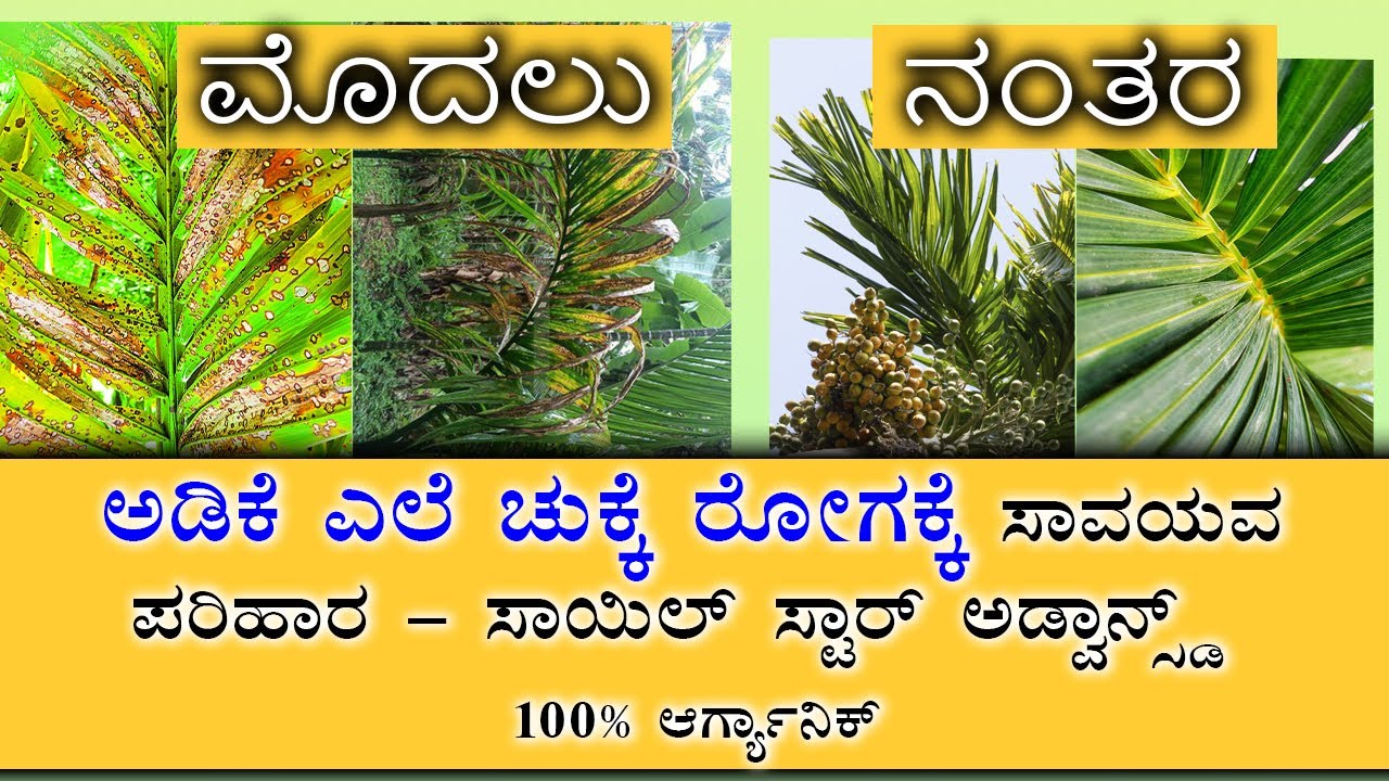 ಅಡಿಕೆ ಎಲೆ ಚುಕ್ಕೆ ರೋಗಕ್ಕೆ ಸಾವಯವ ಪರಿಹಾರ Kappu chukke, Arecanut Leaf Spot Disease | SOIL STAR ADVANCED
