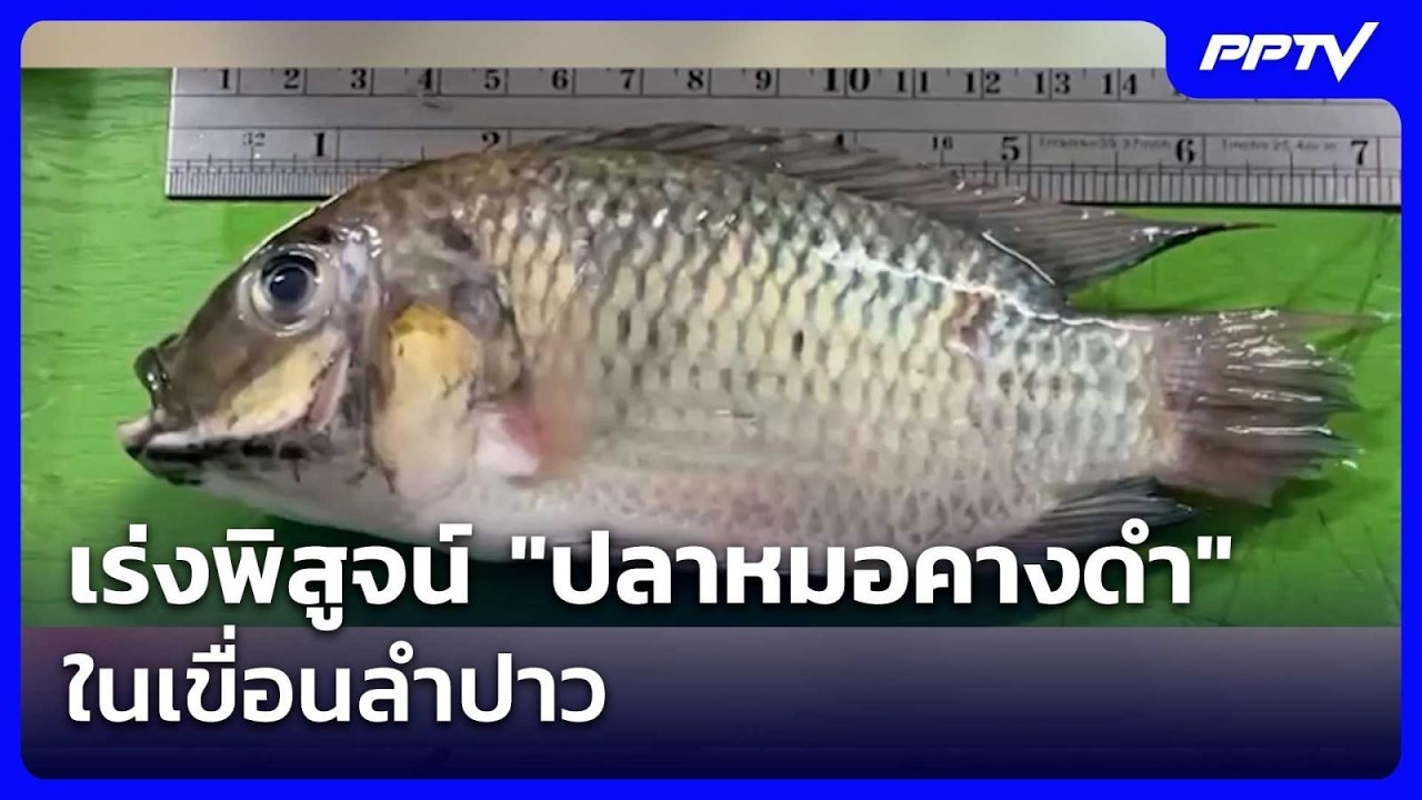 เร่งพิสูจน์ "ปลาหมอคางดำ" ในเขื่อนลำปาว | เรื่องใหญ?
