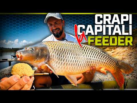 MONSTER CARPS on method feeder! 🏆 Bogdan Vuculescu breaks the myths