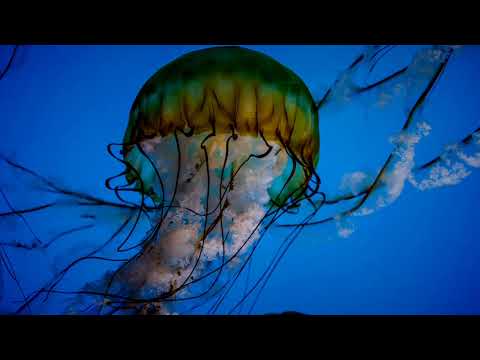 DJ M R K ft  MVSE   Die In Your Arms Zouk ReMix