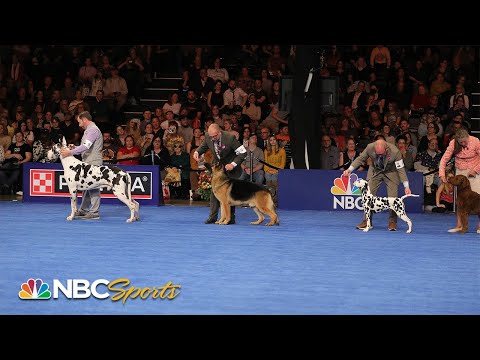 National Dog Show 2023: Best in Show (Full Judging) | NBC Sports