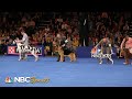 National Dog Show 2023 Best In Show Full Judging NBC Sports
