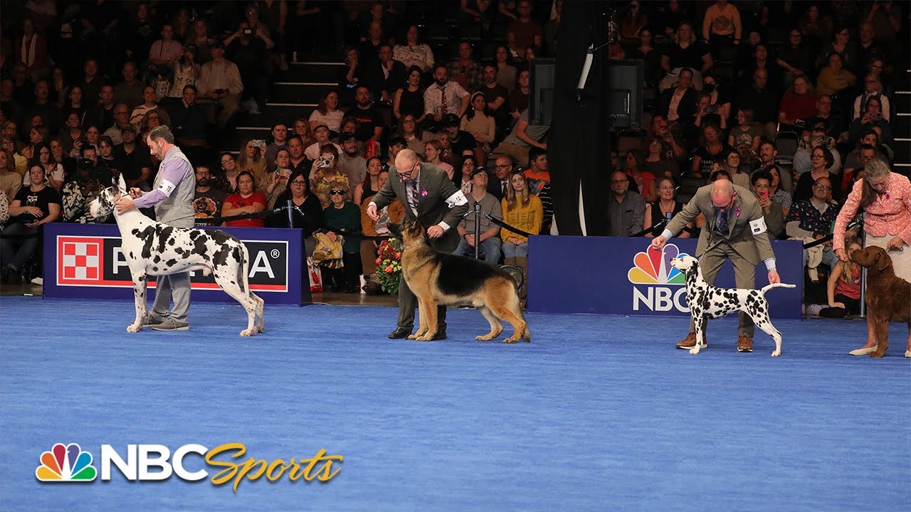 National Dog Show 2023: Best in Show (Full Judging) | NBC Sports
