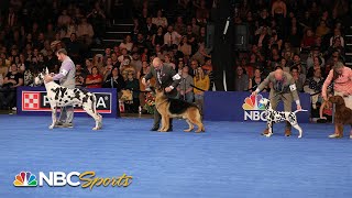 National Dog Show 2023: Best in Show (Full Judging