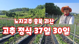 괴산청결고추 고추 정식 37일 30일 생육상태 뉴트리솔 퓨어알가 [고추재배방법]