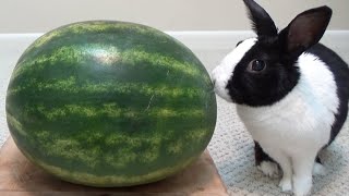 Can rabbits eat watermelon NO