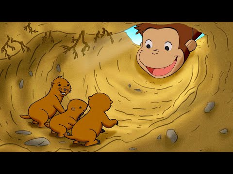 Ratowanie świstaków | Ciekawski George | Bajki Po Polsku